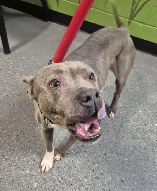 An adult medium-sized female Pit Bull Terrier dog named Pen C Velvet for adoption in Lawrenceville, GA