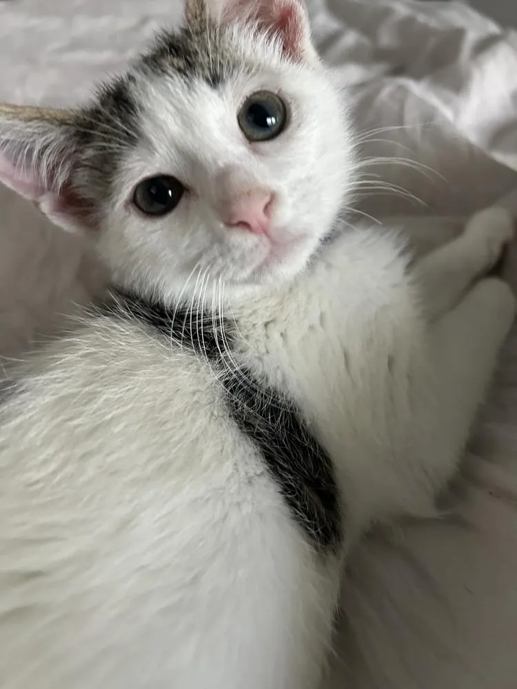 A baby small-sized male Gray & White Domestic Short Hair cat named Atticus for adoption in Greenbelt, MD