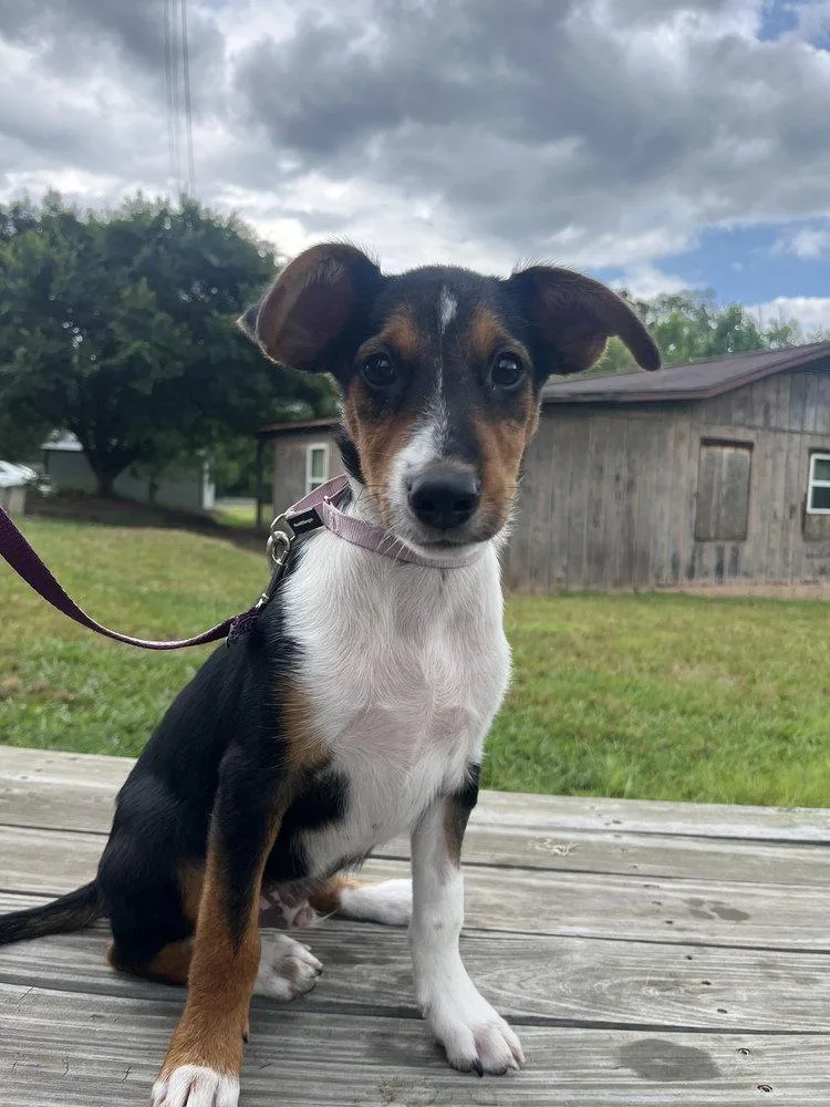 A baby medium-sized male Terrier dog named Elian for adoption in Candler, NC