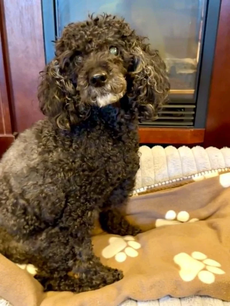 A senior small-sized male Miniature Poodle dog named Sammy for adoption in Port Clinton, OH