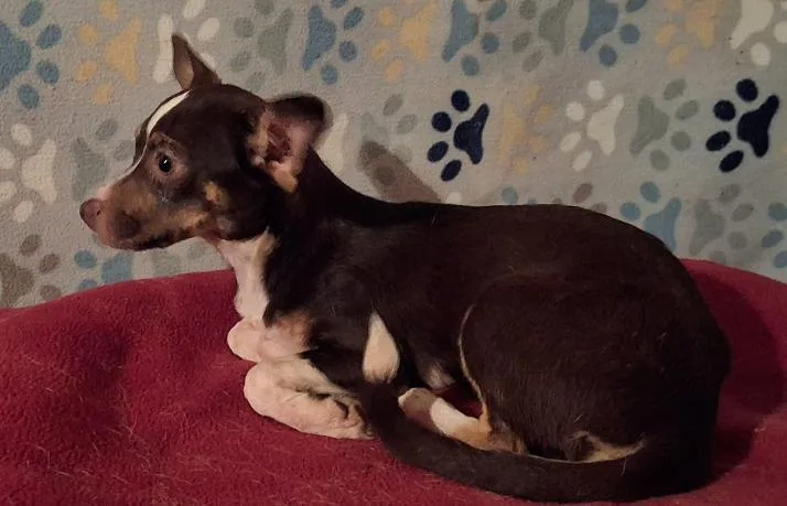 A young small-sized female Chihuahua dog named Minnie for adoption in Mena, AR