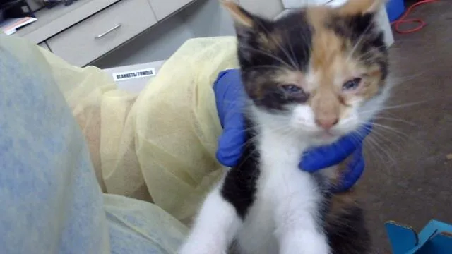 A baby medium-sized female Domestic Medium Hair cat named Madison for adoption in Dallas, TX