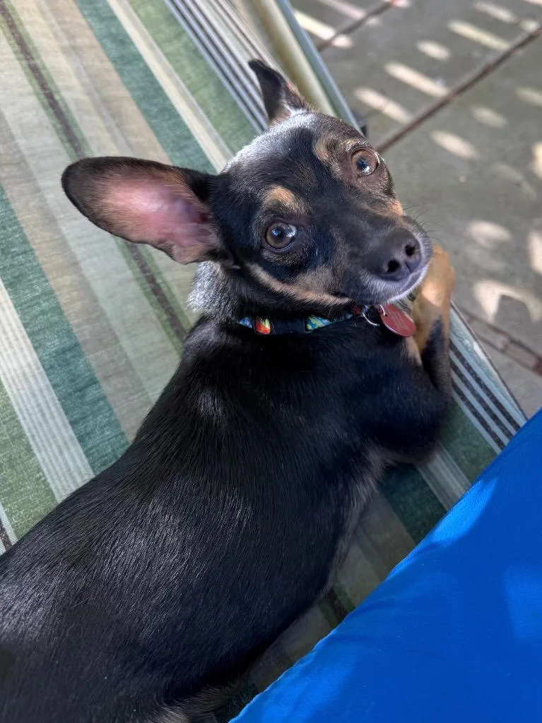 A young small-sized male Tricolor (Brown, Black, & White) Chihuahua dog named Mohair for adoption in Shingle Springs, CA