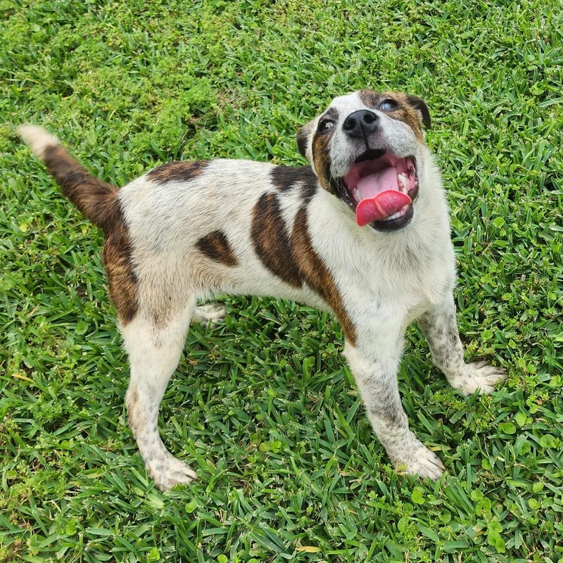 A young medium-sized female Brindle Mixed Breed dog named Carly for adoption in Cleveland, TX