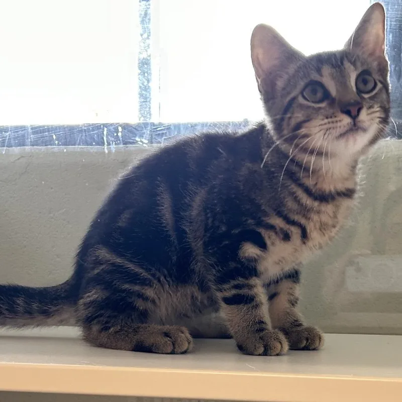 A baby small-sized male Brown / Chocolate Domestic Short Hair cat named Owen for adoption in League City, TX