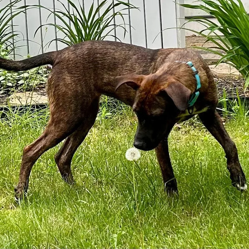 A baby medium-sized female Mixed Breed dog named Gracie for adoption in Sandwich, MA