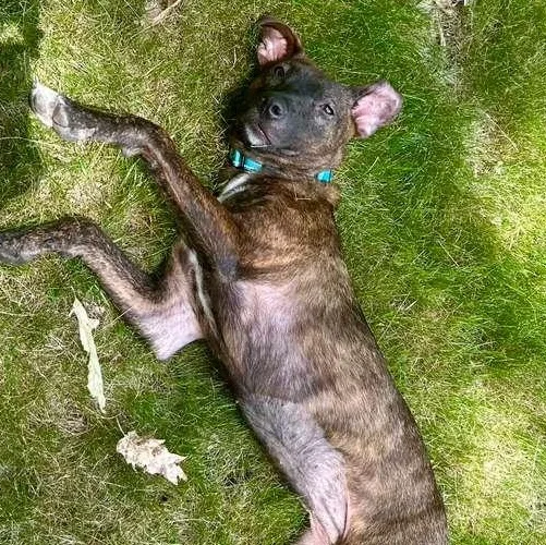 Gracie thumbnail 2