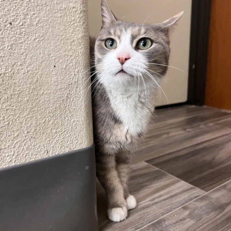 A senior small-sized female Calico Domestic Short Hair cat named Minina for adoption in Las Vegas, NV