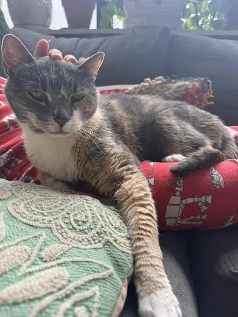 An adult medium-sized female Calico Dilute Calico cat named Dee Dee for adoption in New York, NY