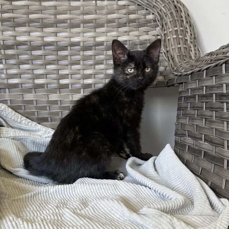 Butternut thumbnail 2