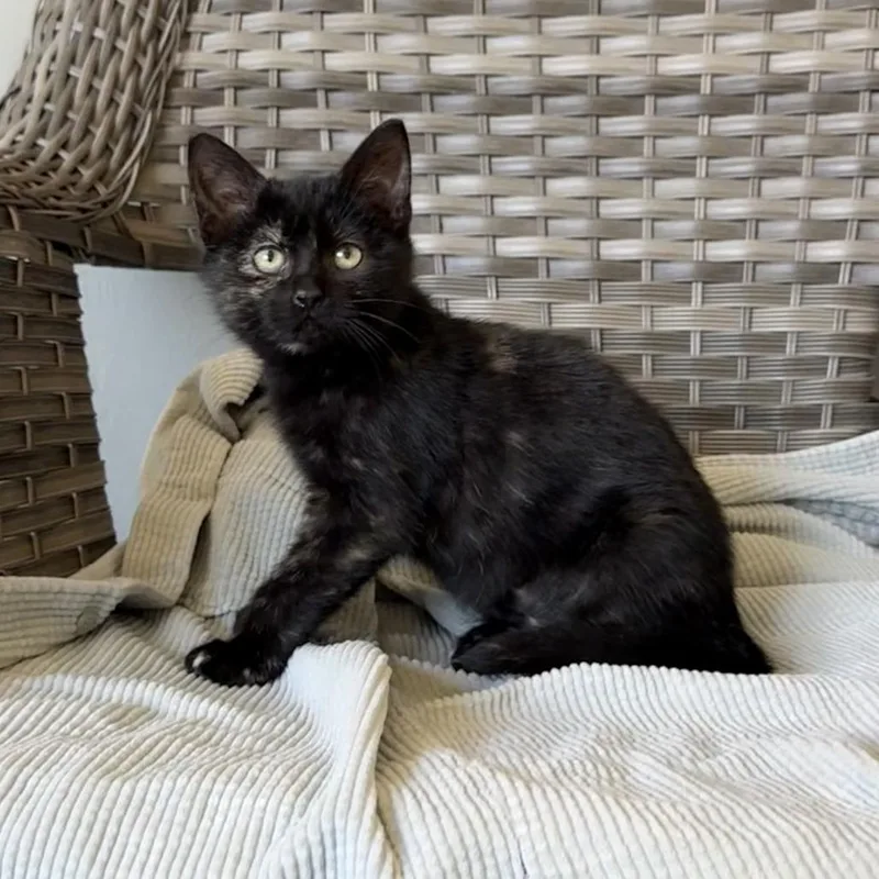 Butternut thumbnail 3