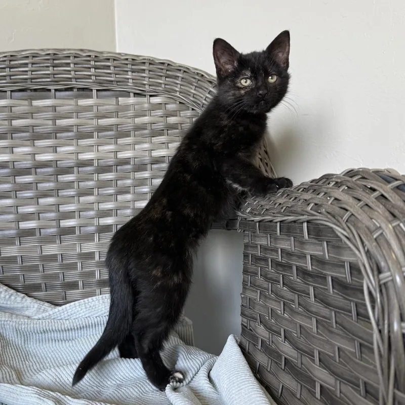 Butternut thumbnail 4