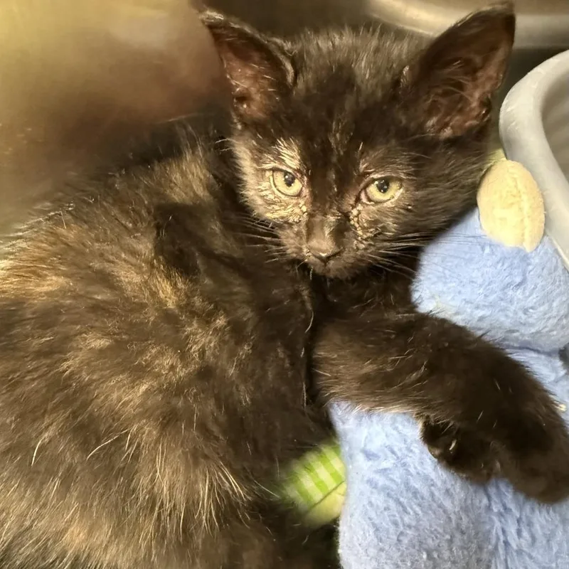 Butternut thumbnail 5