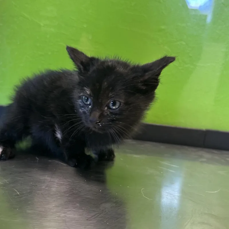 Butternut thumbnail 6