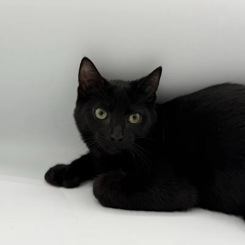 A baby small-sized male Domestic Short Hair cat named Minoan for adoption in State College, PA