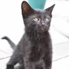 A baby small-sized male Black Domestic Medium Hair cat named Boo for adoption in Conroe, TX