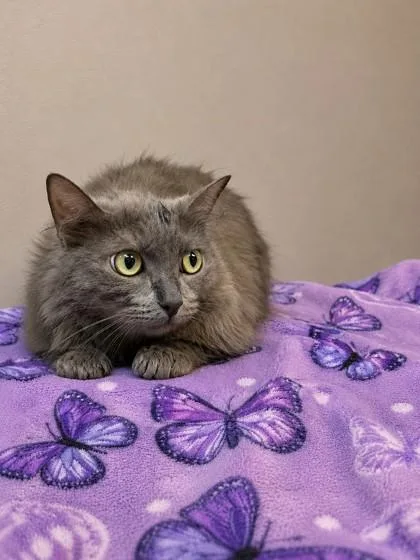 A young medium-sized female Domestic Long Hair cat named Stormy for adoption in North Richland Hills, TX