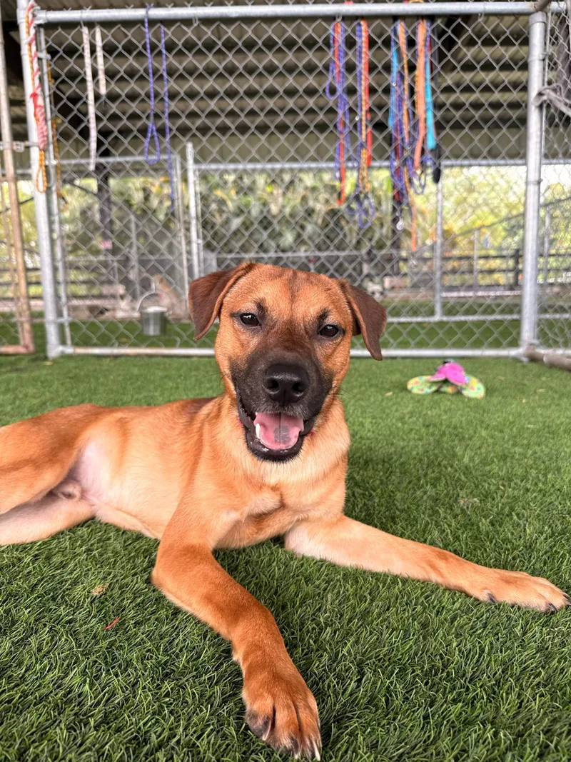 A young medium-sized male Mixed Breed dog named Luca for adoption in Brooklyn, NY
