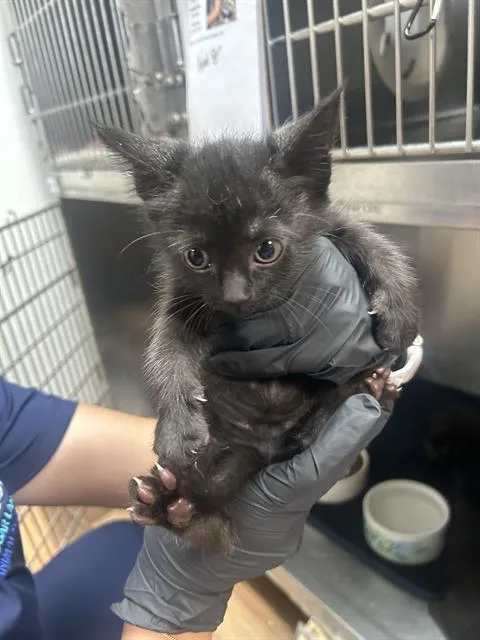 A baby small-sized male Domestic Medium Hair cat named Mesut for adoption in Sugar Land, TX