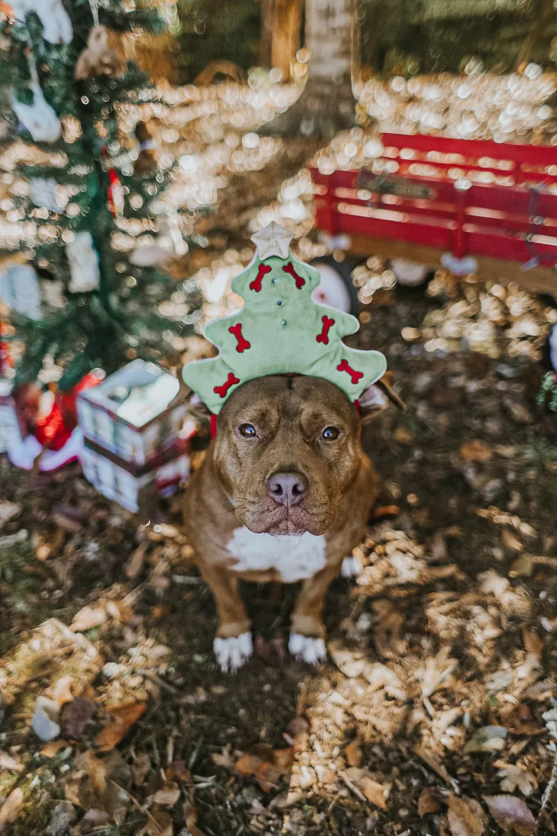 An adult medium-sized female American Bulldog dog named Ruby Sue for adoption in Phenix City, AL