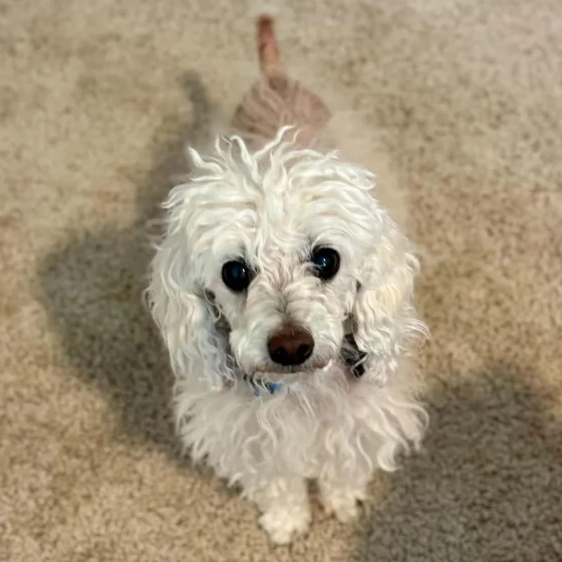 A senior small-sized female White / Cream Miniature Poodle dog named Molly for adoption in Marana, AZ