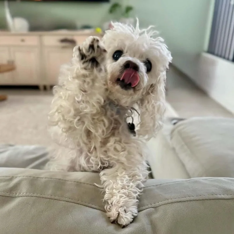 Molly thumbnail 3