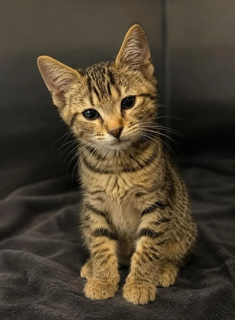 A baby large-sized male Domestic Short Hair cat named Wheaty for adoption in Columbia, TN