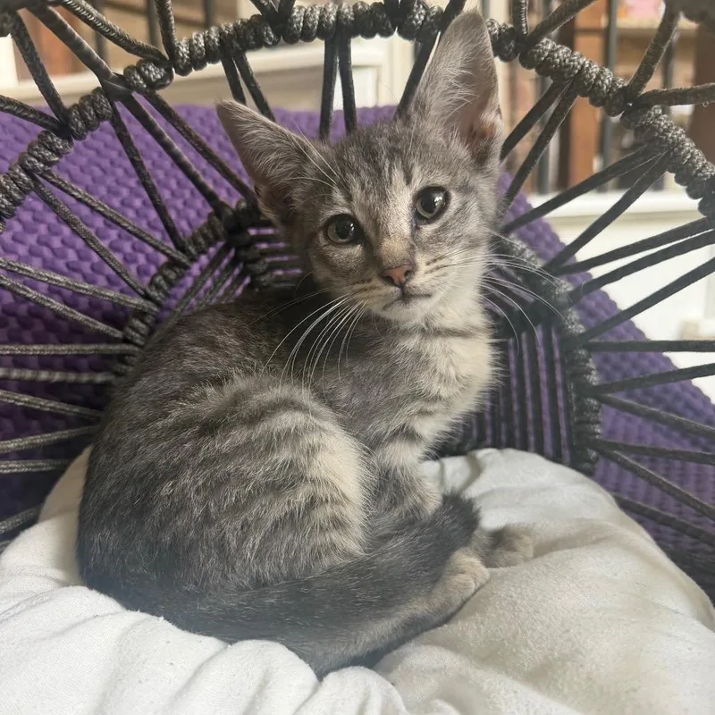 A baby small-sized female Gray / Blue / Silver Domestic Short Hair cat named Rotini for adoption in Flower Mound, TX