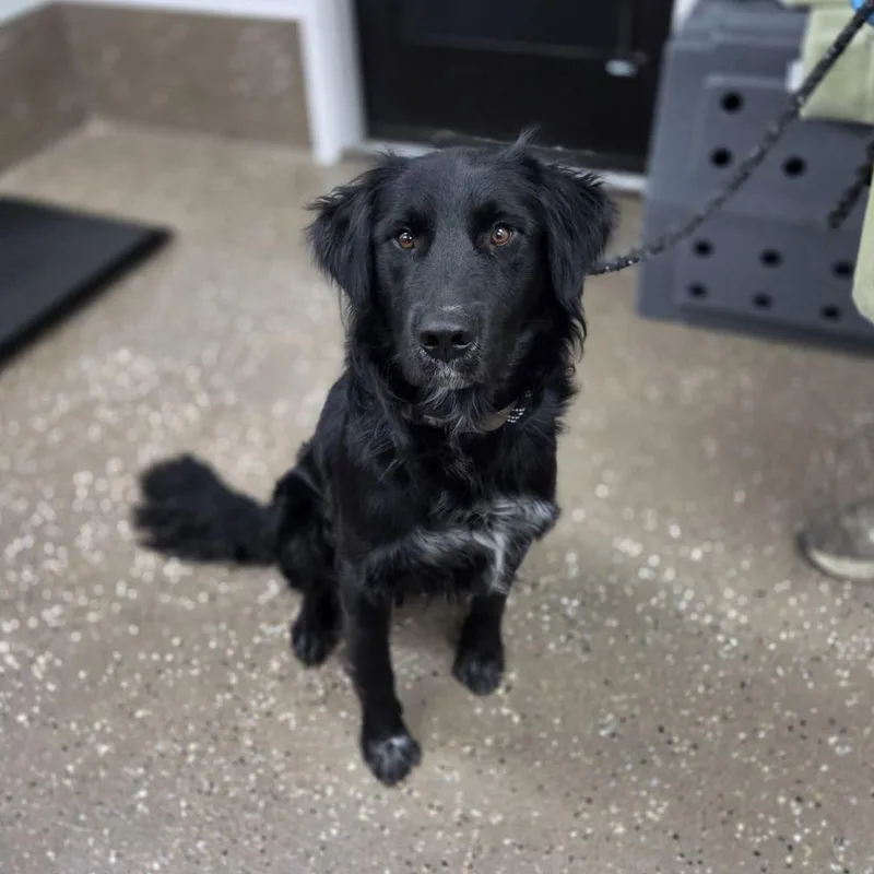 A young medium-sized male Black Retriever dog named Rufus for adoption in Incline Village, NV