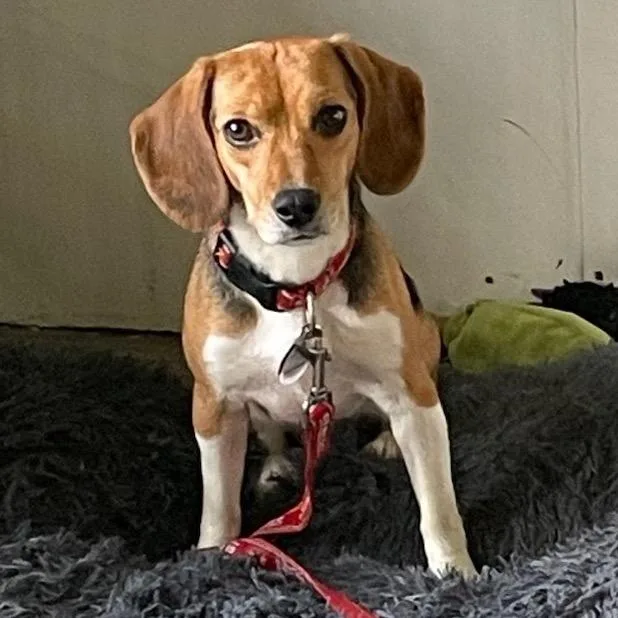 An adult small-sized female Brown / Chocolate Beagle dog named Priscilla for adoption in Nowata, OK