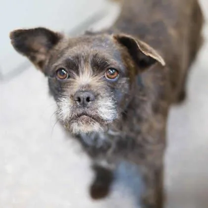 An adult medium-sized female Black French Bulldog dog named Blue for adoption in Atlanta, GA