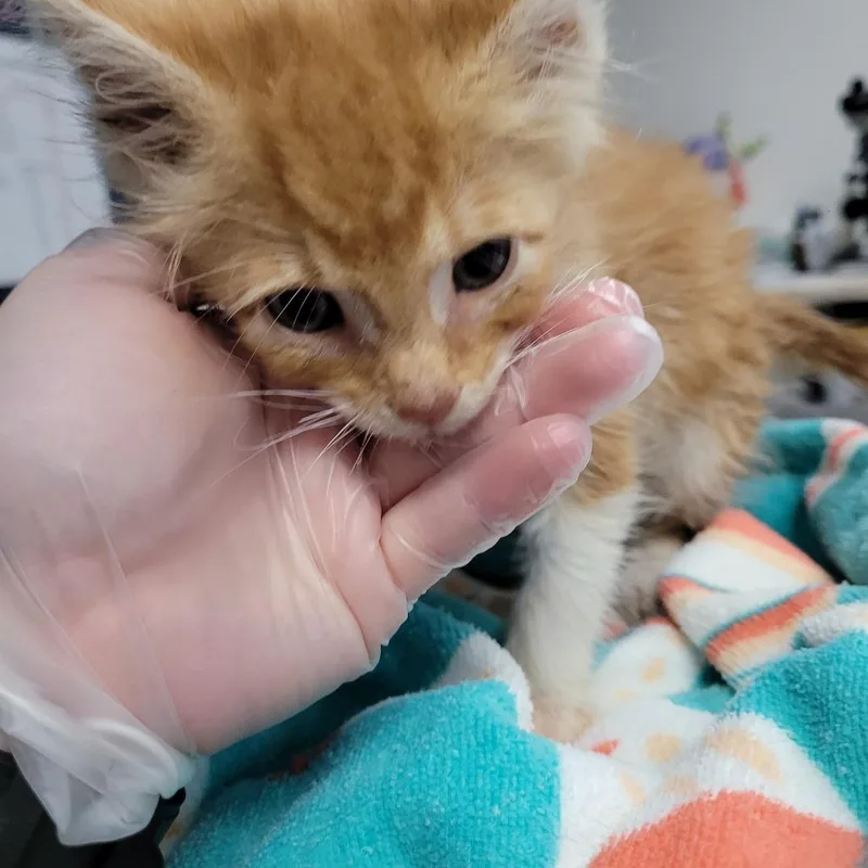 A baby small-sized male Orange / Red Domestic Short Hair cat named Lionel for adoption in Newark, NJ