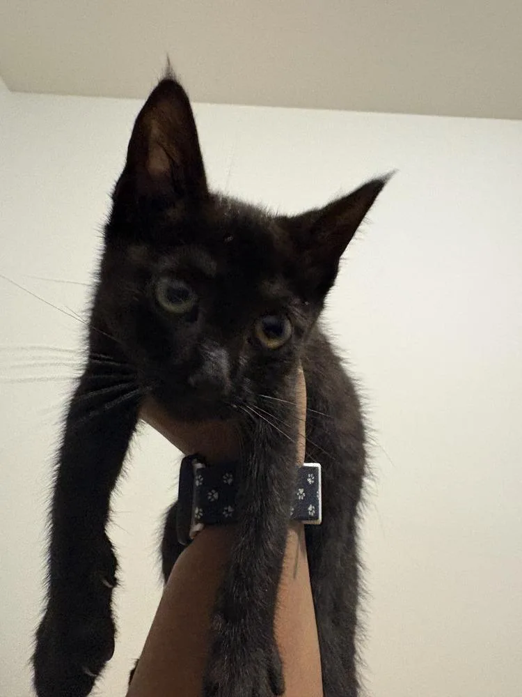 A baby medium-sized female Black Domestic Short Hair cat named Basil for adoption in Emerald Isle, NC