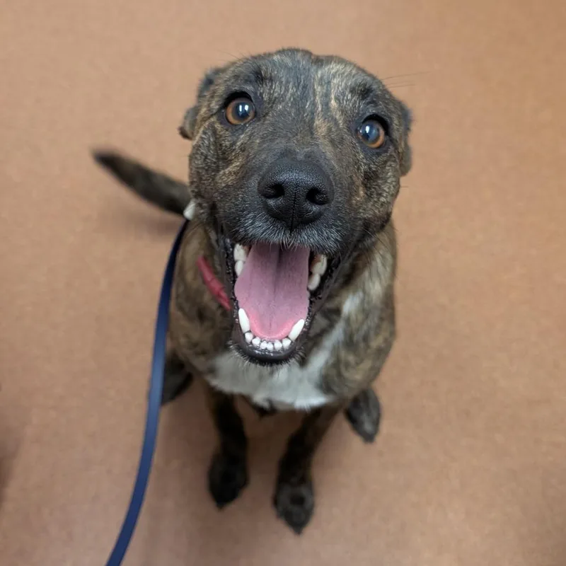 A young medium-sized male Black Terrier dog named Quincy for adoption in Independence, KS