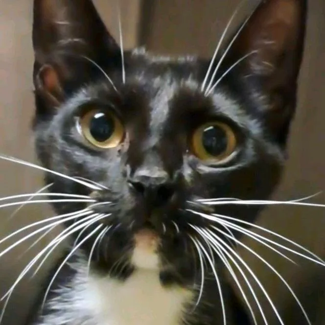 A young medium-sized female Black Domestic Short Hair cat named April for adoption in Valley, AL