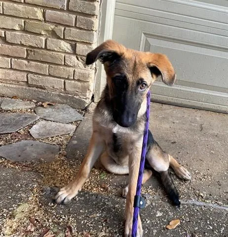 A baby small-sized female German Shepherd Dog dog named Selene for adoption in Garland, TX