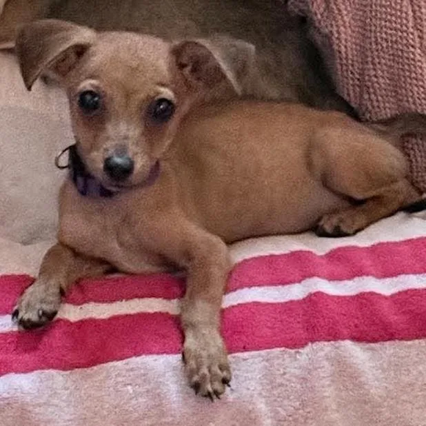 A baby small-sized female Golden Chihuahua dog named Laverne for adoption in Bend, OR