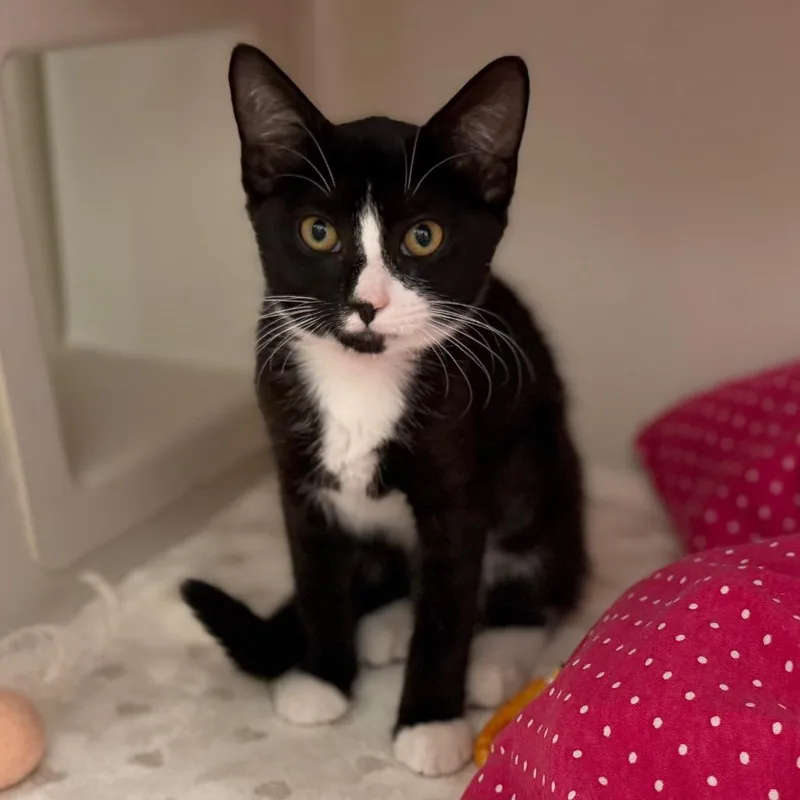 A baby small-sized female Black Domestic Short Hair cat named Charlotte for adoption in Sarasota, FL