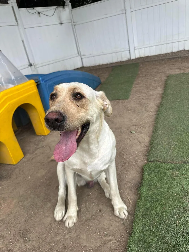 An adult medium-sized male Labrador Retriever dog named Sam for adoption in San Diego, CA