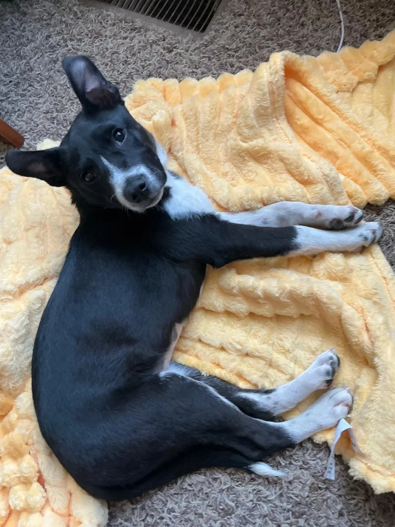 A baby medium-sized female Black Mixed Breed dog named Amelia for adoption in Plattsmouth, NE
