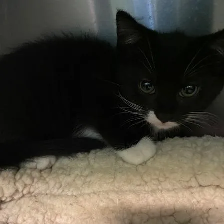 A baby small-sized female Black Domestic Short Hair cat named Angel Hair for adoption in Dayton, OH