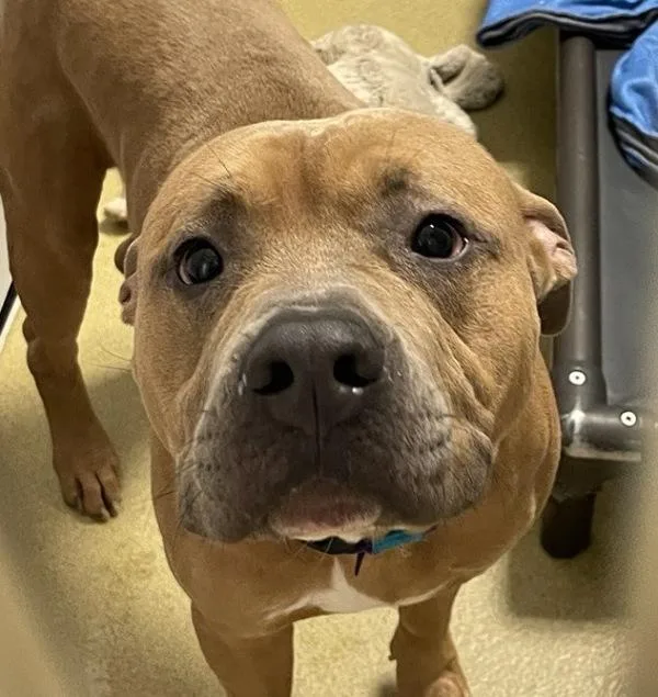 An adult large-sized male Pit Bull Terrier dog named Cairo for adoption in Escondido, CA