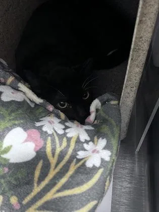 An adult medium-sized male Domestic Short Hair cat named Mako for adoption in Daytona Beach, FL