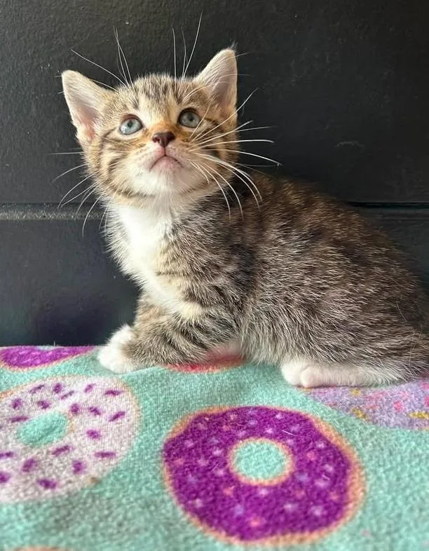 A baby medium-sized female Domestic Short Hair cat named Paradise for adoption in Effingham, IL