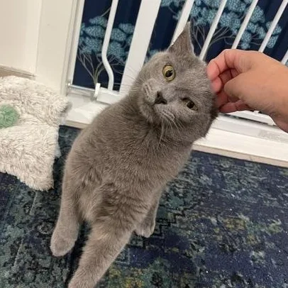 A young medium-sized female Gray / Blue / Silver Domestic Short Hair cat named Blue for adoption in Los Angeles, CA