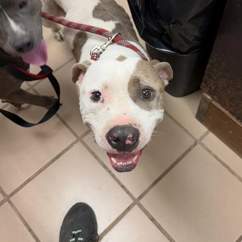 An adult medium-sized male Pit Bull Terrier dog named Peanut for adoption in Starkville, MS
