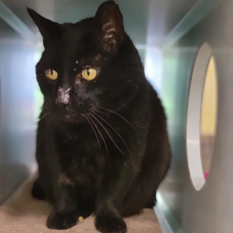 A senior medium-sized male Domestic Short Hair cat named Joe for adoption in Glenwood Springs, CO