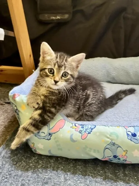 A baby medium-sized female Tabby (Brown / Chocolate) Domestic Short Hair cat named Molly for adoption in Hudson, NY