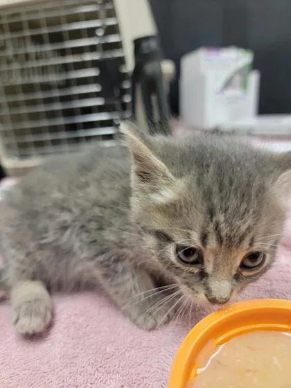 A baby small-sized female Gray / Blue / Silver Domestic Short Hair cat named Nutmeg for adoption in Harbor Springs, MI