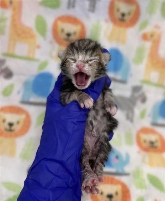 A baby small-sized male Domestic Medium Hair cat named Clove for adoption in Dallas, TX